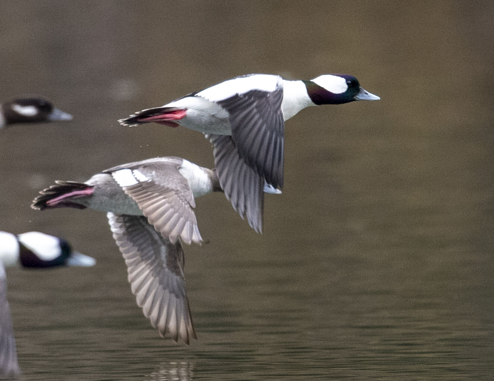 South Holston Birds